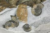 Fossil (Androgynoceras) Ammonite with Bite Mark - England #171246-4